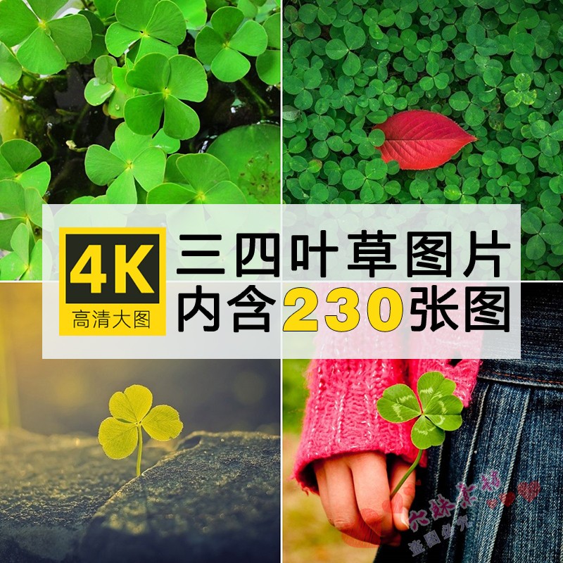 4K高清三叶草图片绿色植物四叶草幸运草摄影照片背景壁纸JPG素材