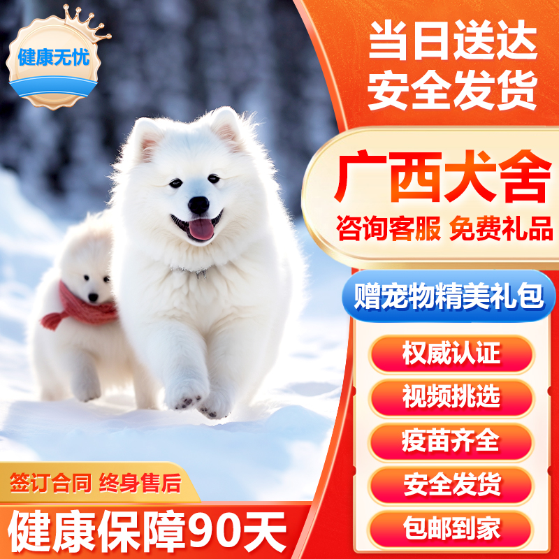 广西犬舍萨摩耶白色小狗微笑天使雪橇犬纯种血统幼犬活体宠物狗狗