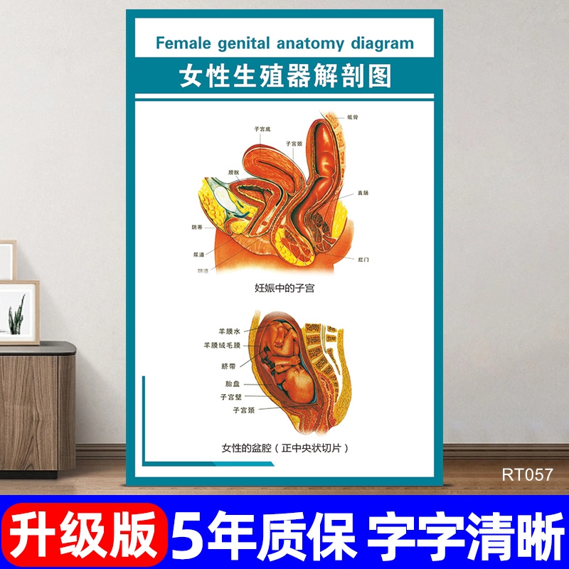 女性生殖器官挂画医院诊所人体内脏示意图分布图宣传海报解剖墙贴
