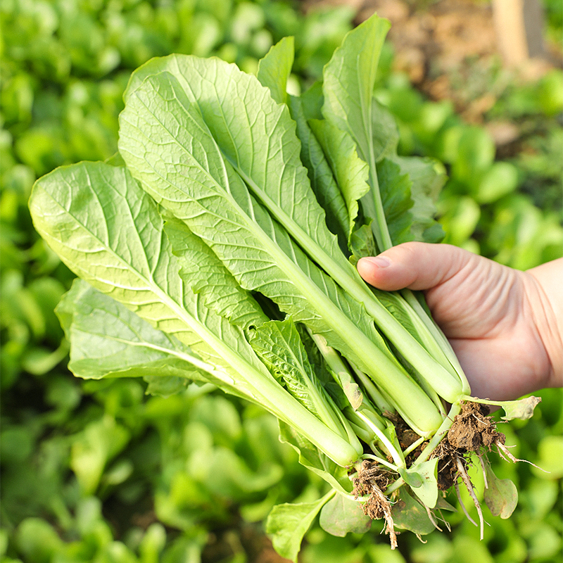 小白菜种孑奶油快菜青菜种籽大全四季春秋后种的蔬菜种子阳台种菜