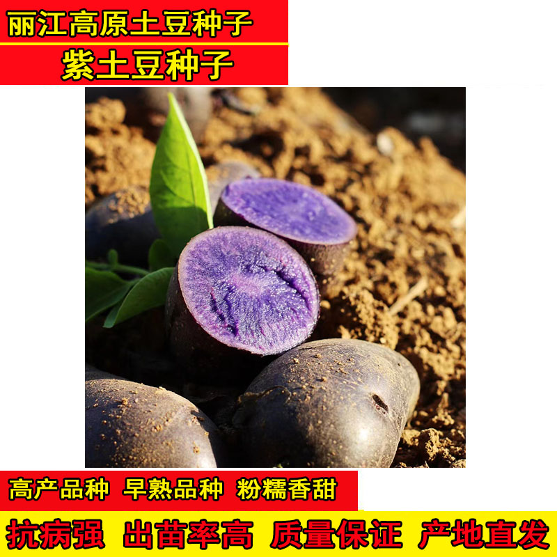 云南紫土豆种子黑土豆种子马铃薯洋芋种老品种丽江高海拔种子