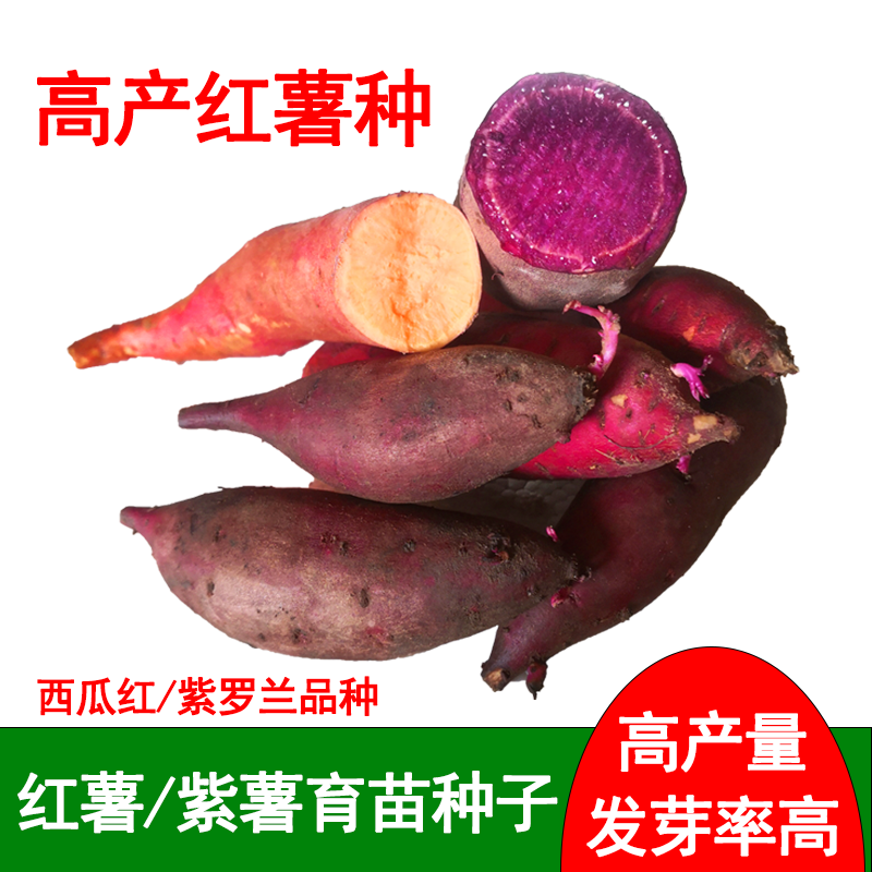 红薯紫薯育苗种高产番薯种地瓜红心蜜薯沙地板栗薯发芽种子包邮