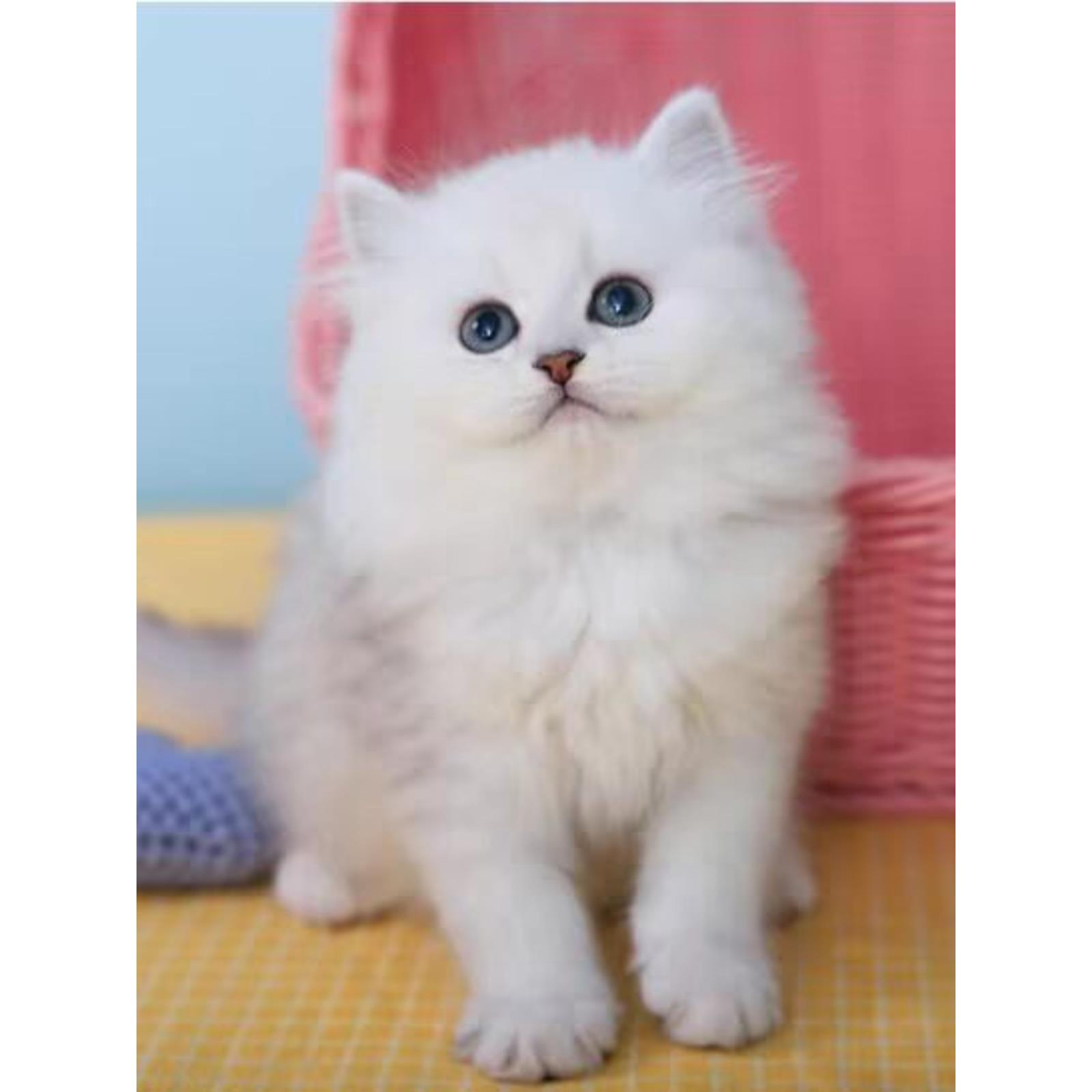 纯种蓝眼睛白色金吉拉猫幼崽长毛曼基康矮脚猫活体宠物拿破仑猫咪