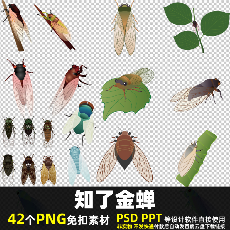 知了金蝉PNG免扣背景素材PSD卡通昆虫小动物小孩贴图飞禽图片打印