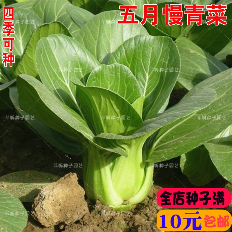四月五月慢上海青菜种籽小油菜鸡毛菜盆栽大田春秋四季蔬菜种子孑
