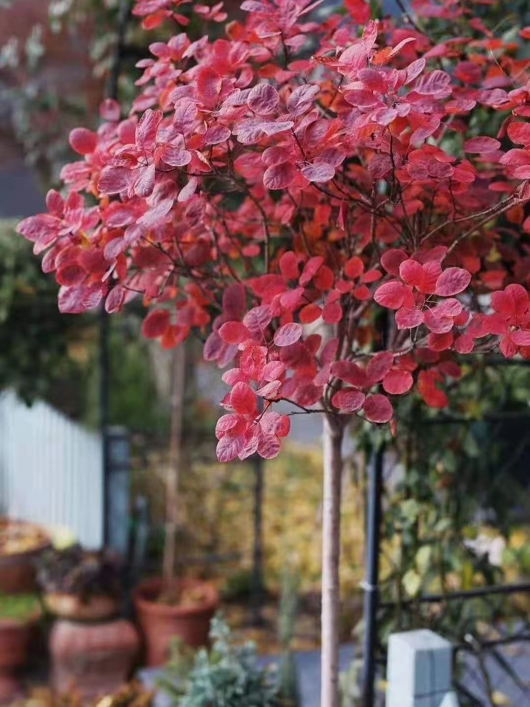 烟树 美国红栌 香山红叶黄栌 棒棒糖造型 美国紫叶红栌 彩叶树种