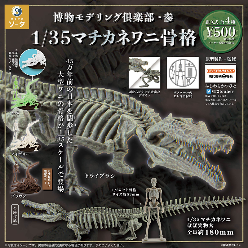 日本正版SO-TA 博物馆仿真鳄鱼骨骼扭蛋 1/35 不可动鳄鱼骨架化石
