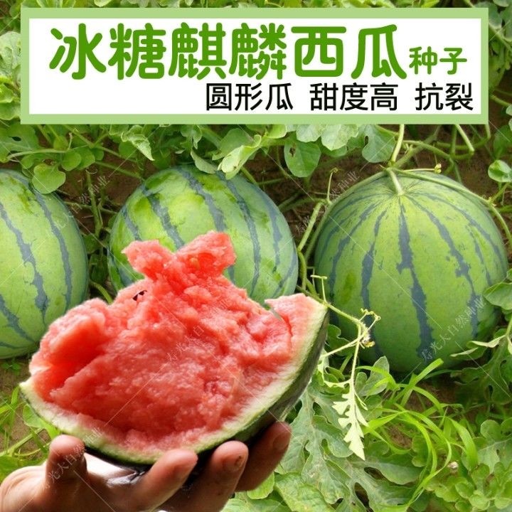 超甜冰糖麒麟西瓜种子京欣大西瓜8424水果籽抗重茬春夏季阳台菜园