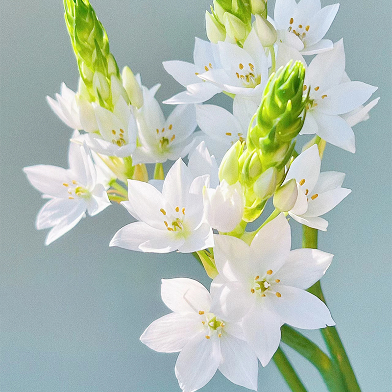 白色雀梅鲜花圣心百合云南直发家用水培插花客厅花束绿毛球鲜切花