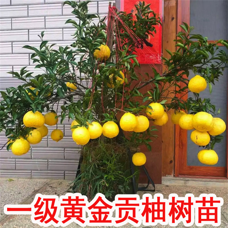 橘子苗树纯甜黄金贡柚果树果苗南北方种植庭院大树苗客厅盆栽果树