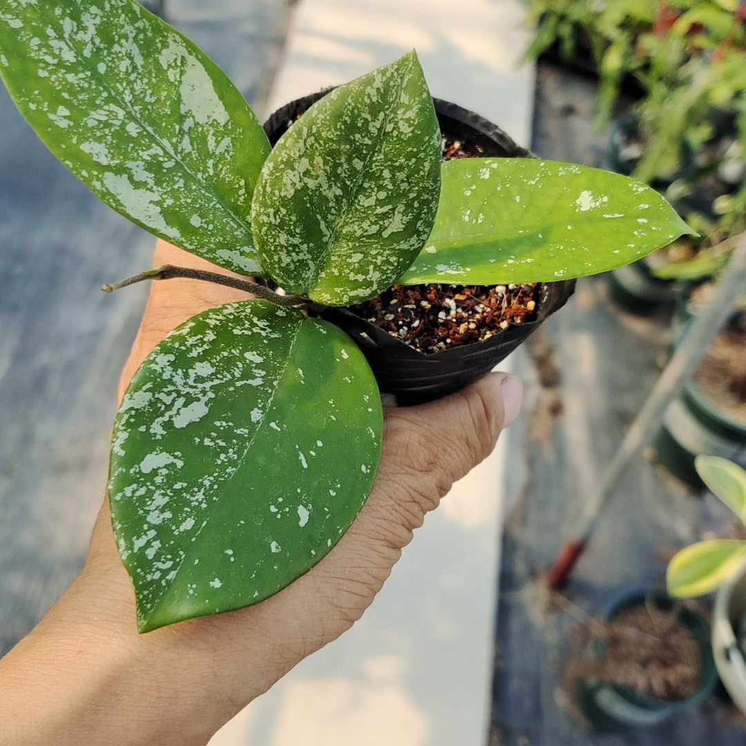 高斑雀斑球兰 Hoya carnosa ssp. 