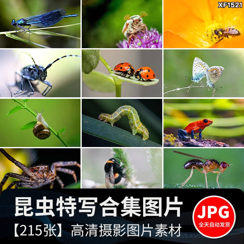 昆虫动物甲虫螳螂蝴蝶蜜蜂蜗牛微距特写摄影JPG高清图片照片素材