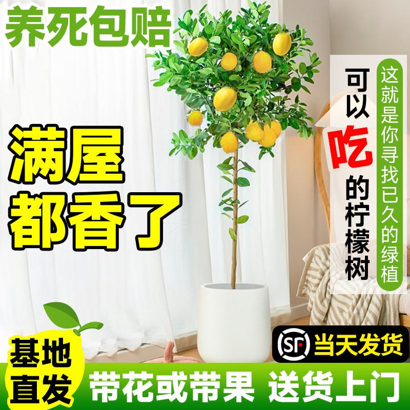 香水柠檬树盆栽绿植大型室内客厅植物吸甲醛阳台四季好养花卉带果
