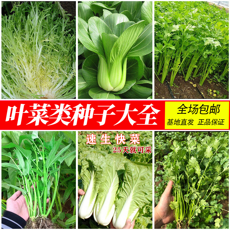 蔬菜种子绿叶菜孑苗四季阳台生菜荠菜野菜芹菜韭菜香菜快菜青菜籽