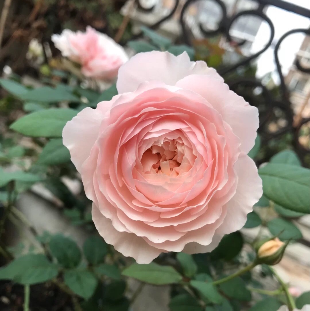 鹏哥的花圃推荐浓香日和月季耐热勤花阳台庭院花园盆栽玫瑰四季开