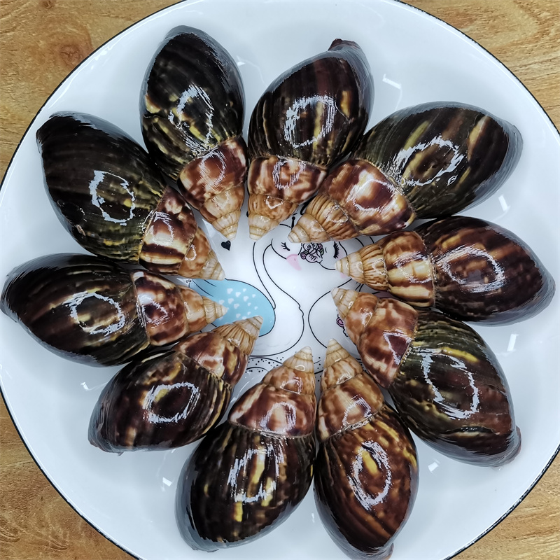蜗牛壳餐饮装饰法式蜗牛法式焗蜗牛贝壳8厘米左右100只顺丰包邮