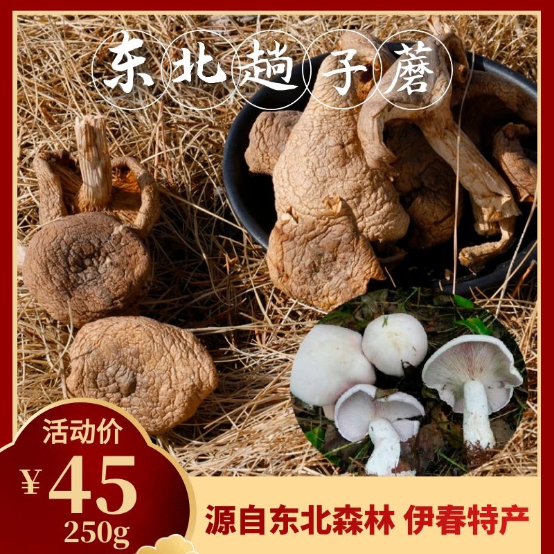 东北特产黑龙江伊春林区白趟子蘑菇粘柄丝膜菌食用干货250g包邮