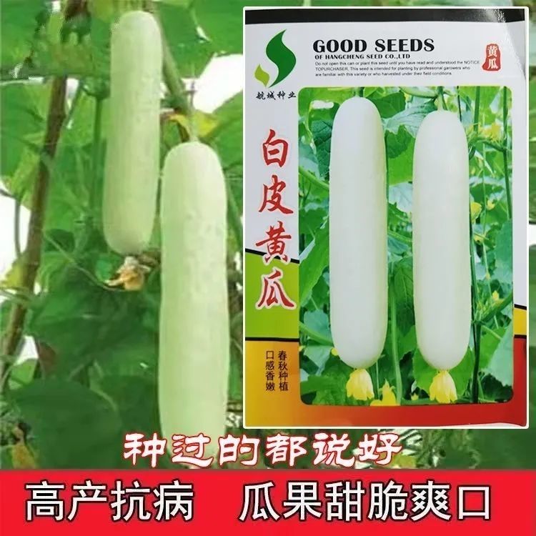 水果黄瓜蔬菜白皮种子种子老品种非转基因白黄瓜种子春秋播