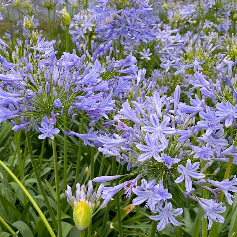 【青花瓷百子莲】盆栽白蓝复色的花簇清新淡雅耐寒多年生易养护