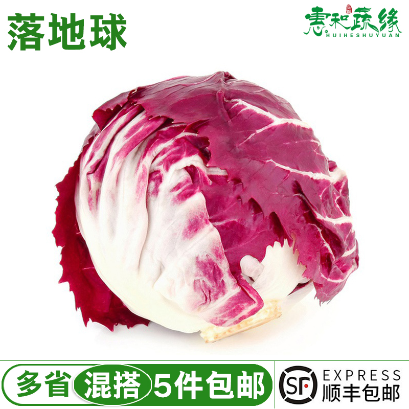 新鲜落地球生菜紫苣红菊苣绿叶红包健身洗切蔬菜沙拉蔬菜新鲜