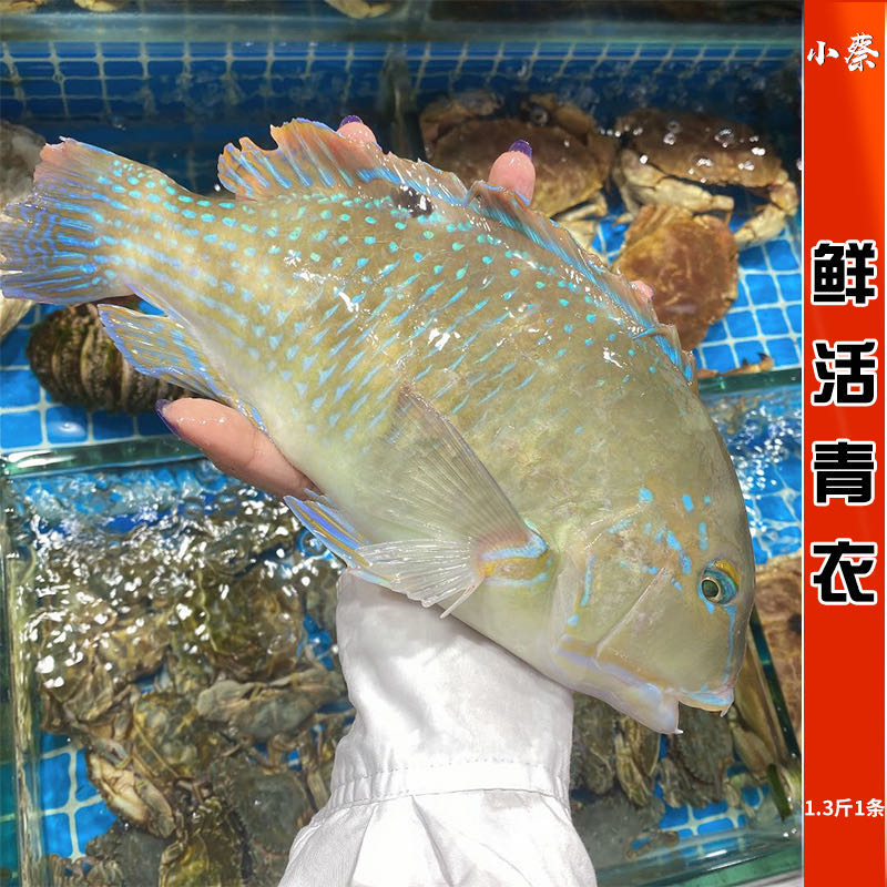 鲜活青衣鱼海鲜水产深海活鱼苏眉鱼东星斑莺歌鱼鹦鹉鱼1.3斤1条