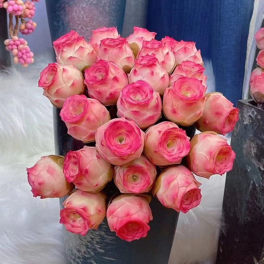 多肉玫瑰系列多肉植物水蜜桃鸡蛋山地玫瑰群生多头酒杯玫瑰组合花