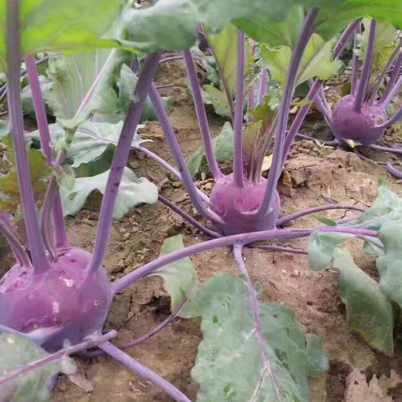 法国紫苤兰种子生吃水果红绿苤蓝大头菜四季春季秋冬季蔬菜种籽孑