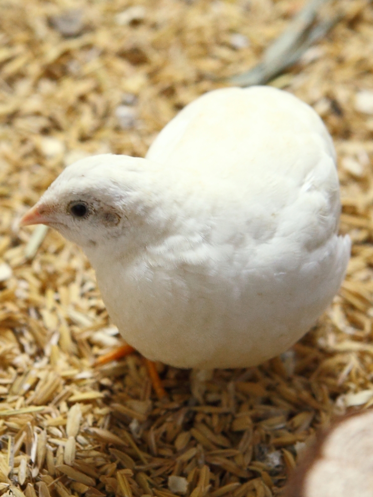 生蛋下蛋宠物鸡网红迷你鸡一公一母幼鸡可繁殖孵化成年母鸡包邮