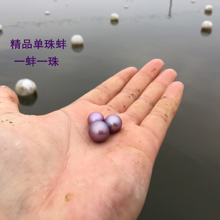 淡水珍珠蚌紫色爱迪生单珠自己开鲜活包邮开蚌取珍珠一蚌一珠