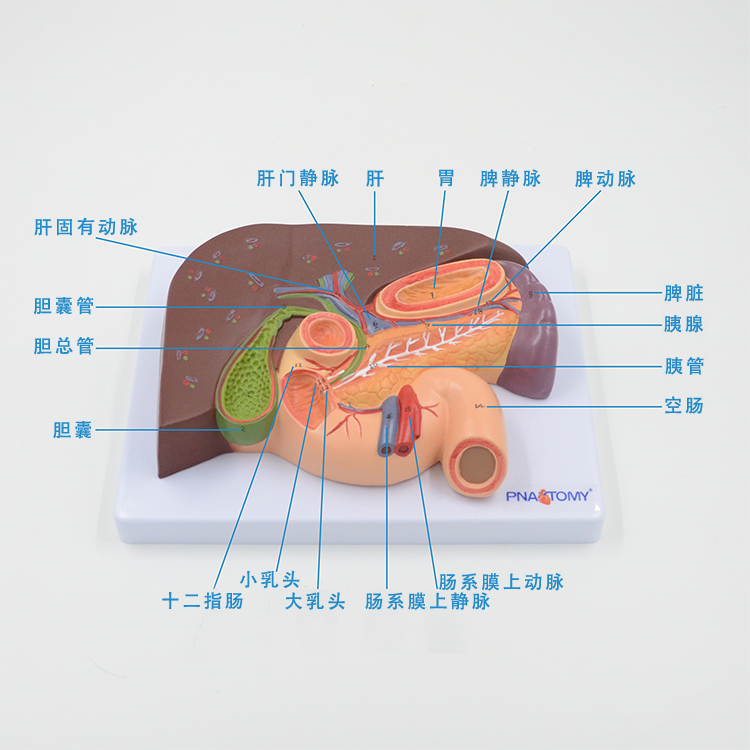 人体内脏器官十二指肠胃结构解剖模型肝脏胆囊胰腺脾切面教学医用