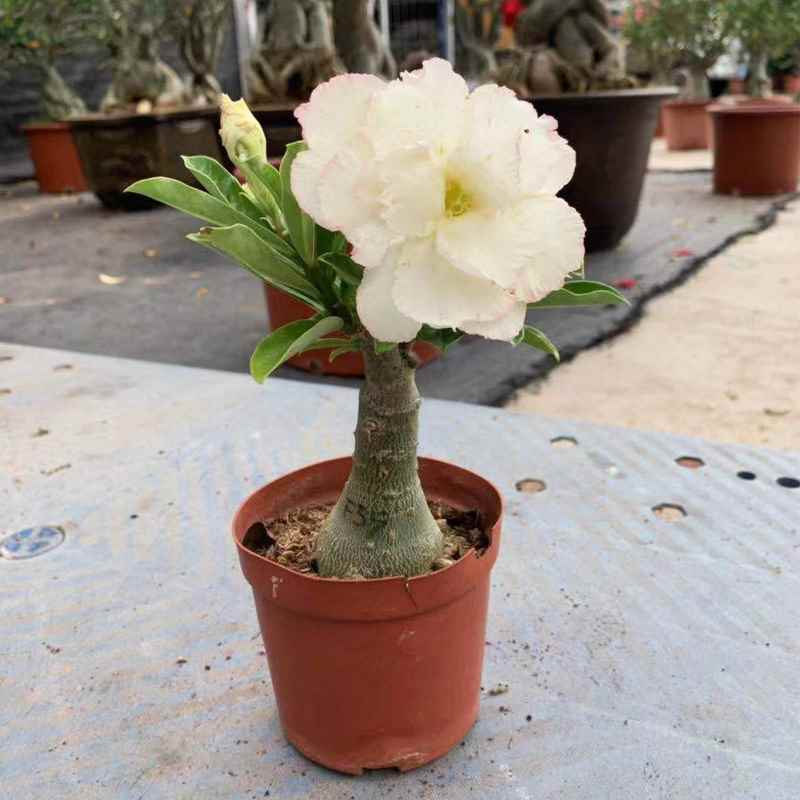 新品沙漠玫瑰老桩重瓣嫁接多色盆栽单瓣一物一拍耐旱室外观花观茎