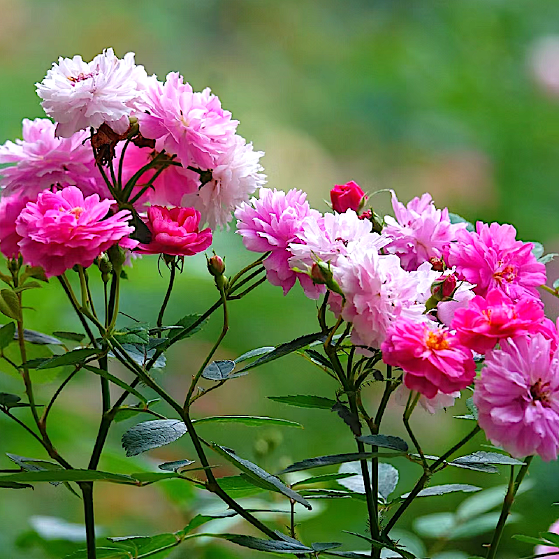 甜蜜马车阳台丰花多头月季庭院玫瑰花苗耐热耐寒植物抗病好带花苞