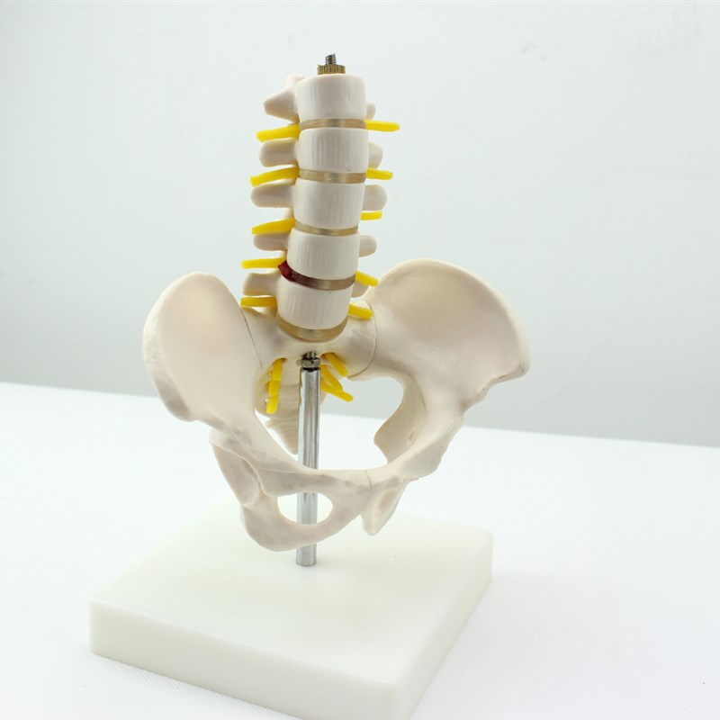 ENOVO颐诺 迷你骨盆带五节腰椎D模型 脊柱模型骨科模型骨骼标本人
