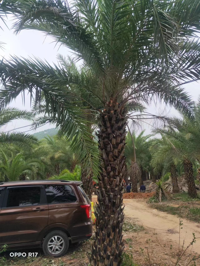 银海枣（中东海枣）福建漳州棕榈树种植基地苗农一手货源出售