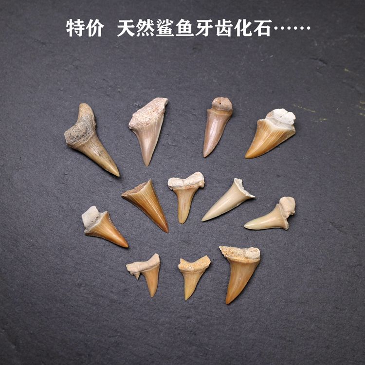 天然摩洛哥古生物海洋动物鲨鱼牙齿锥齿鲨化石地质科普教学标本