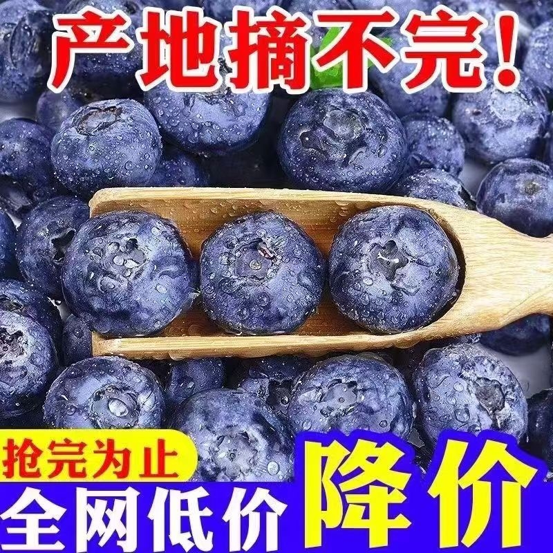 山地高原新鲜蓝莓王鲜果盒装应当季水果现摘孕妇整箱单盒70g包邮