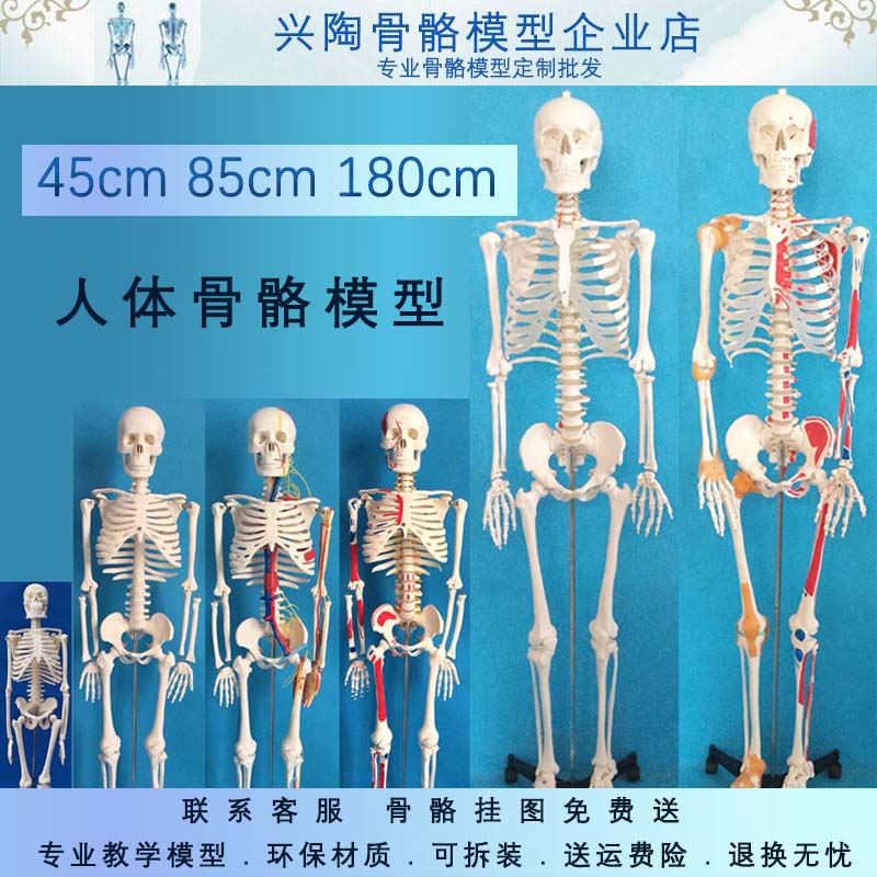 45 85  170cm人体骨骼模型医学美术瑜伽教学小白骷髅全身脊椎骨架
