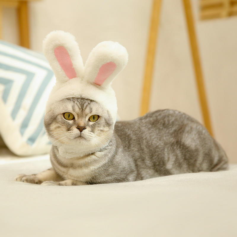 宠物猫咪狗狗白色兔耳朵帽子立耳同款成人小白兔造型可爱卖萌拍照