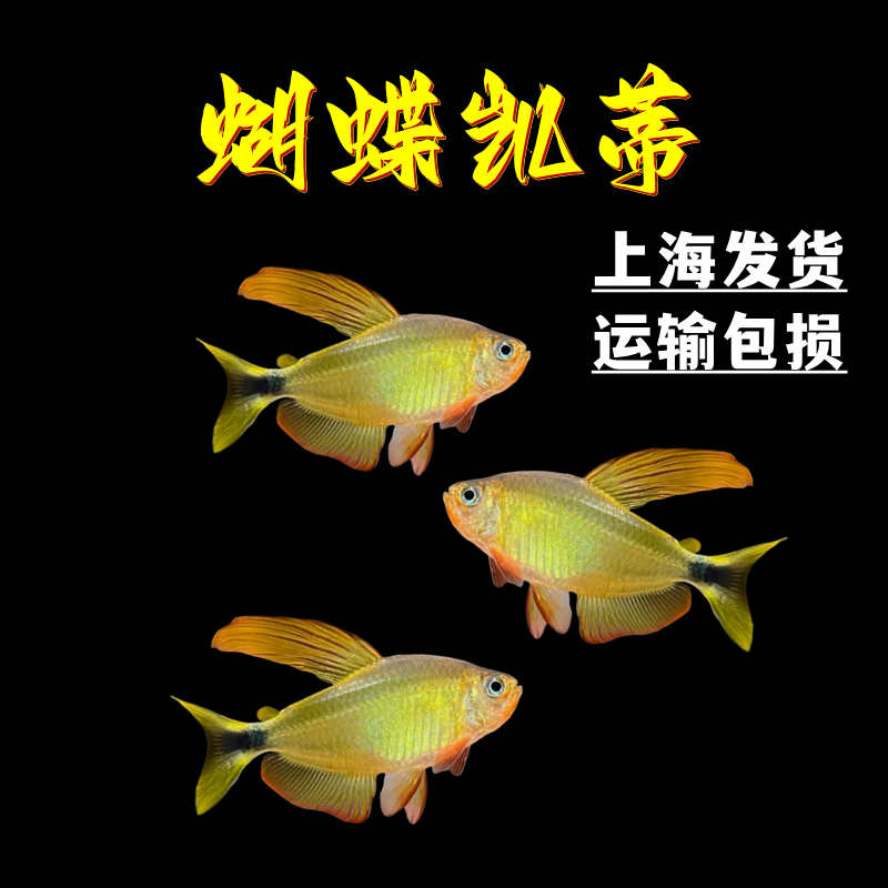 蝴蝶凯蒂灯鱼南美进口热带观赏鱼高端稀有品种蝴蝶黄红凯蒂鱼活体
