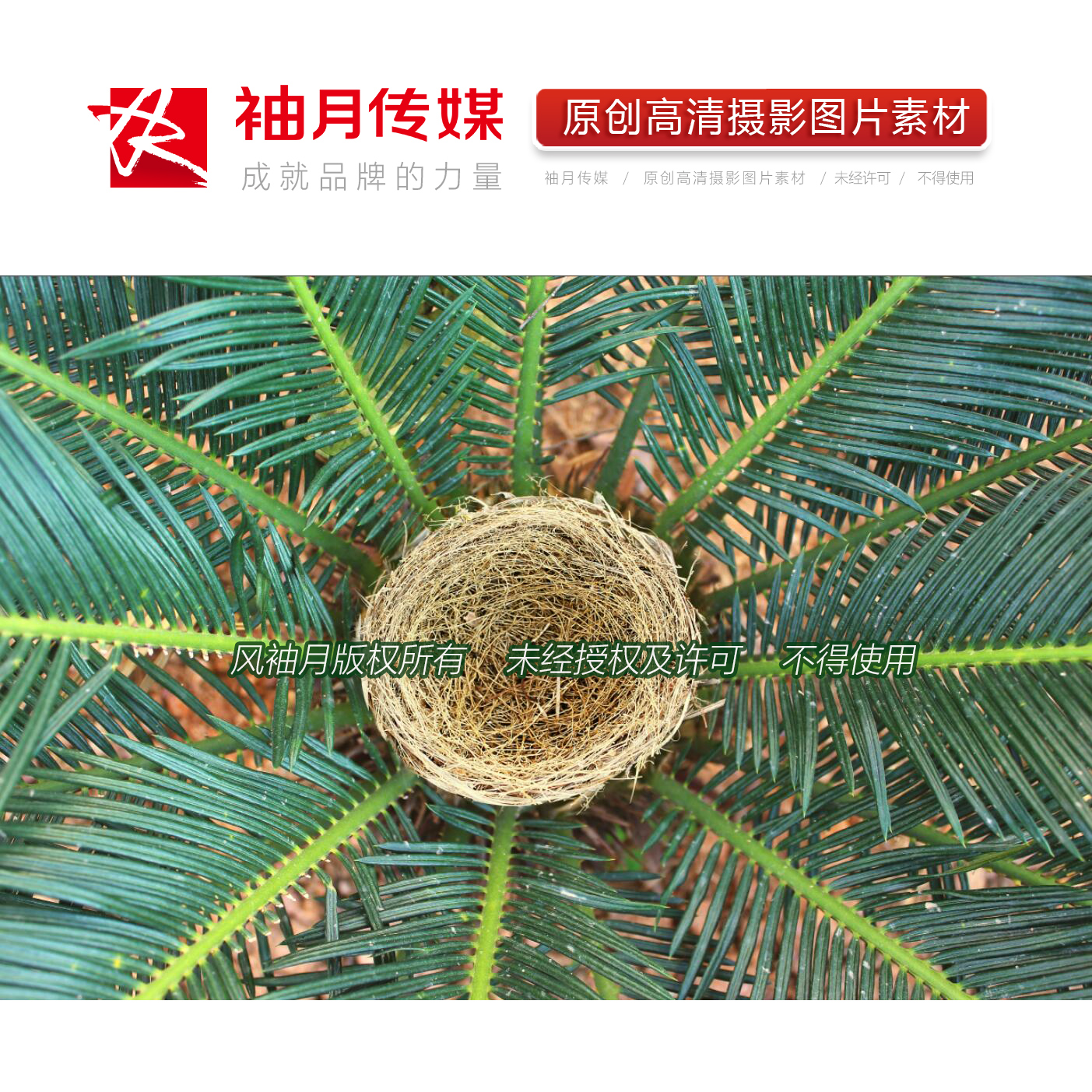 1张藏身铁树中的鸟巢高清摄影图片鸟类保护鸟窝苏铁广告图片素材