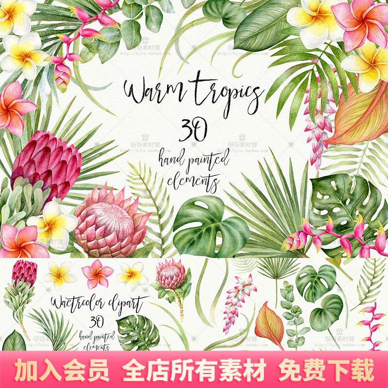 手绘水彩热带花卉鸡蛋花美人蕉棕榈桉树叶子PNG免抠装饰设计素材