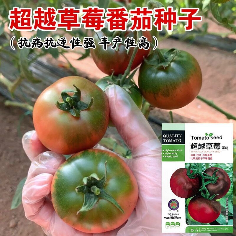 超越草莓水果番茄种子铁皮绿大西柿子腚草莓红柿籽四季蔬菜种孑