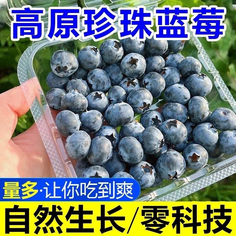 零科技高山蓝莓鲜果当季新鲜水果孕妇水果现摘空运非秘鲁大果脆甜