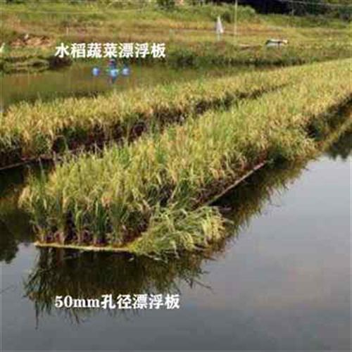 厂家鱼塘水稻漂浮板蔬菜种植板定植稻谷水面种植板大号水培蔬菜漂