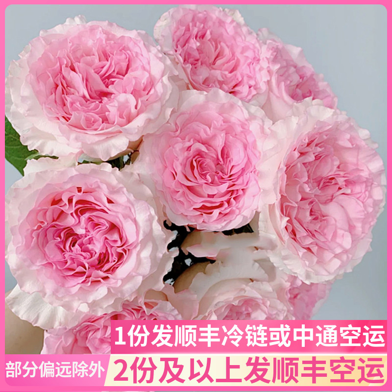 洛神玫瑰粉色斗南鲜花基地直发昆明花卉市场真花插花水养花市花束