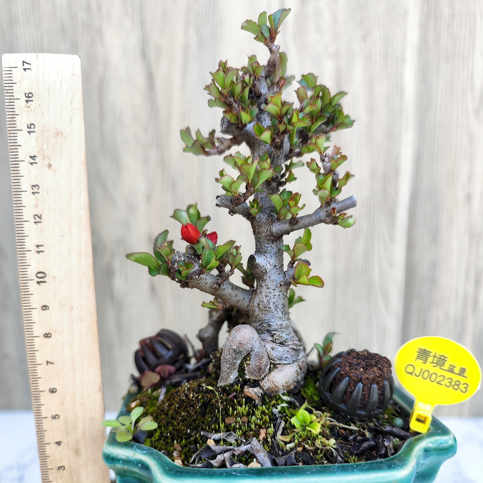 日本红花一号长寿梅老桩盆景提根丛林矮霸双杆进口原生桌面绿植