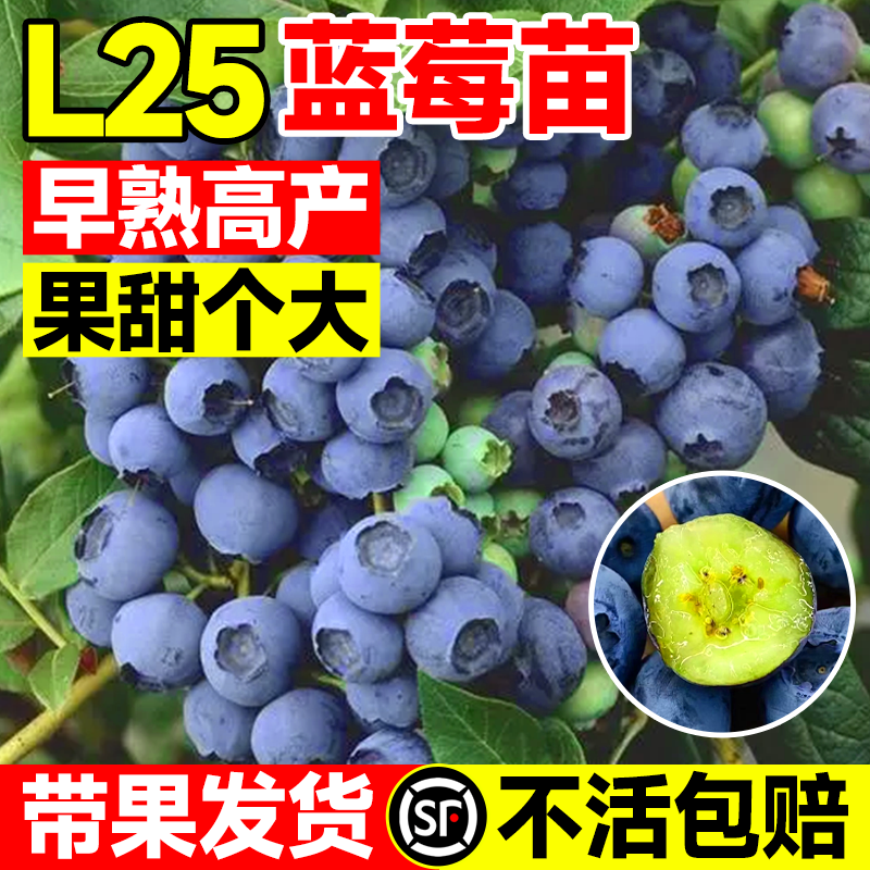 l25蓝莓苗果树果苗盆栽带果优瑞卡薄雾车厘子大树苗北方南方种植