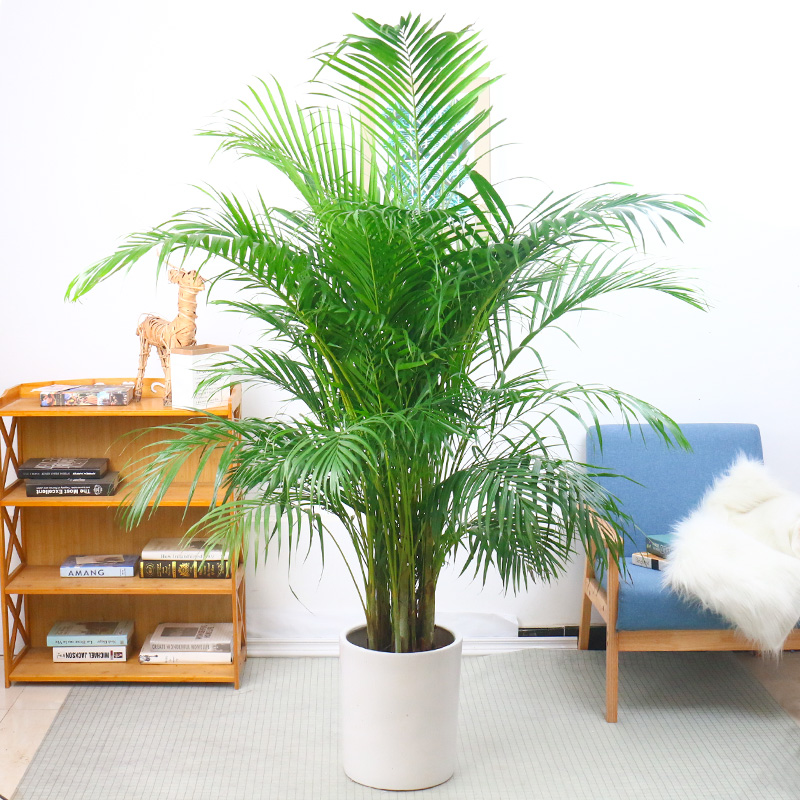 散尾葵盆栽富贵椰子凤尾竹室内家庭客厅大型绿植袖珍叶夏威夷包邮