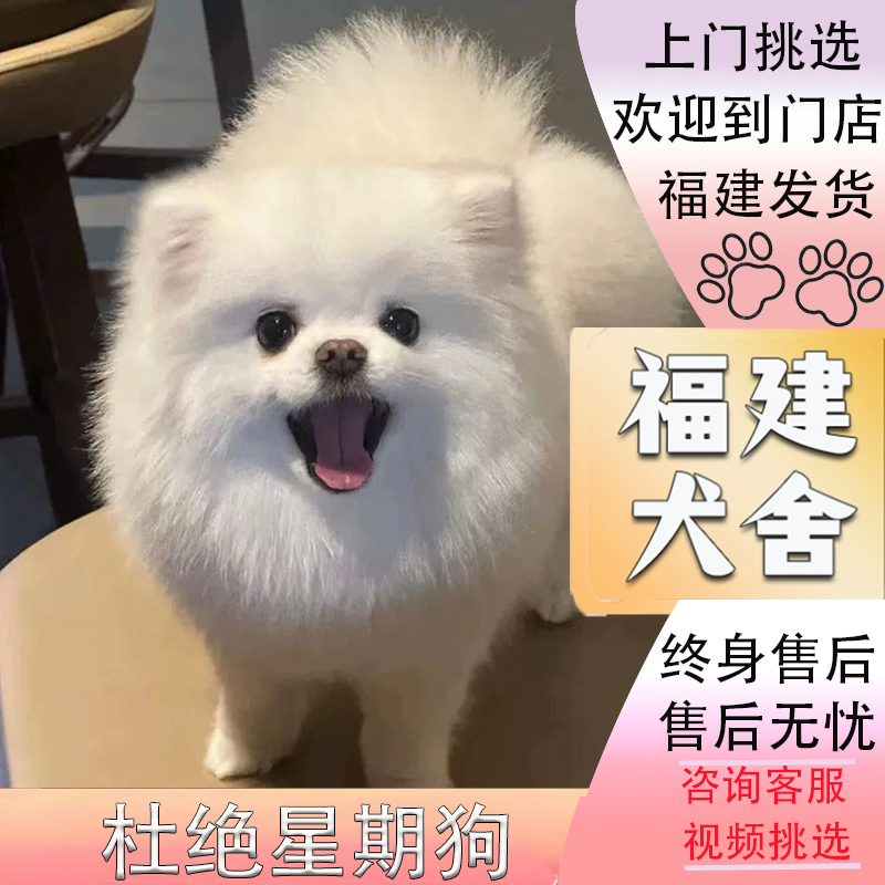【福建犬舍】纯种博美幼犬茶杯犬纯种俊介小体白色小型犬宠物狗狗