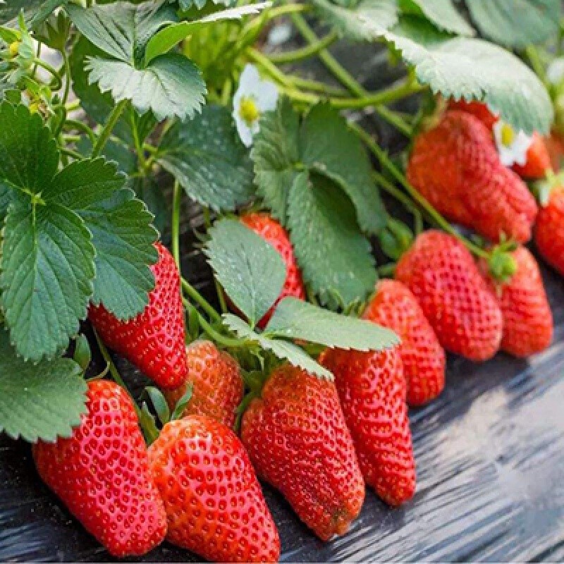 草莓苗四季草莓苗盆栽地栽阳台南北方种植当年结果甜宝奶油草莓